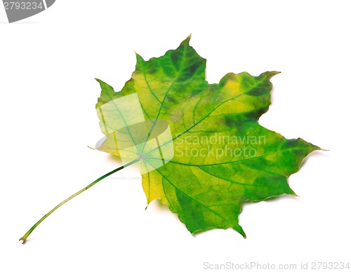 Image of Yellowed maple leaf