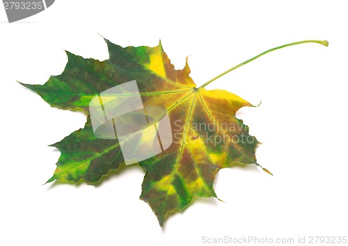 Image of Multicolor maple-leaf