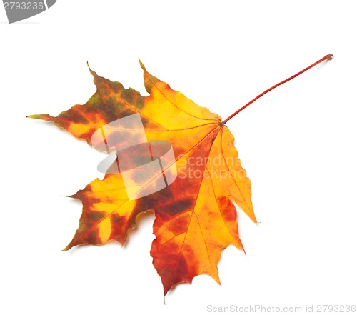 Image of Orange autumn maple-leaf
