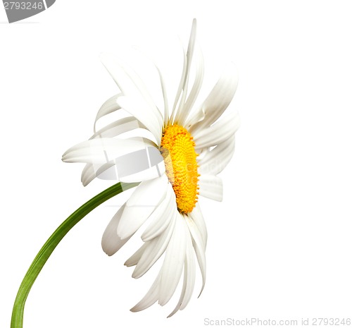 Image of Chamomile on white background