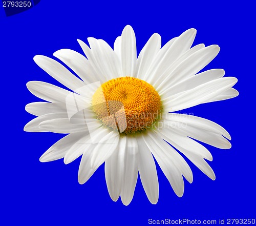 Image of Chamomile isolated on blue background