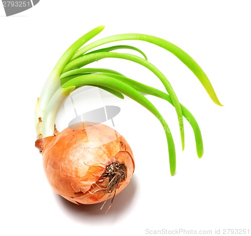 Image of Spring onions on white background