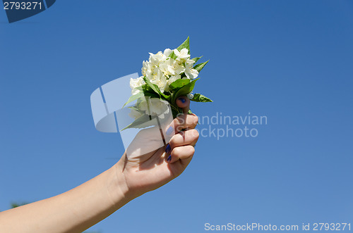 Image of jasmine bouquet woman hand on blue sky background 