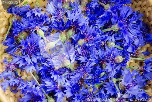 Image of fresh blue cornflower blossom background 