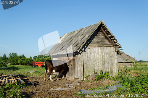 Image of cow put his head of hole in the barn wall 