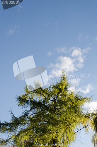 Image of larch tree top on blue sky background 