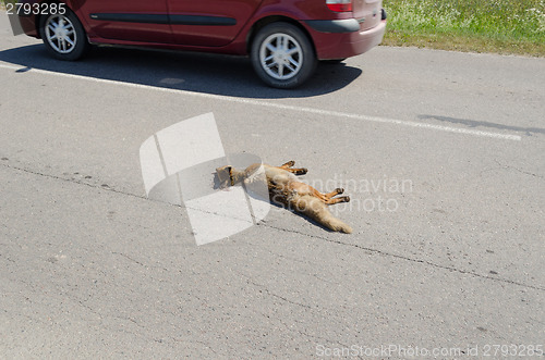Image of Killed dead fox animal body lay on road car drive 