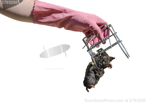 Image of hand keep mole of the iron trap isolated on white 