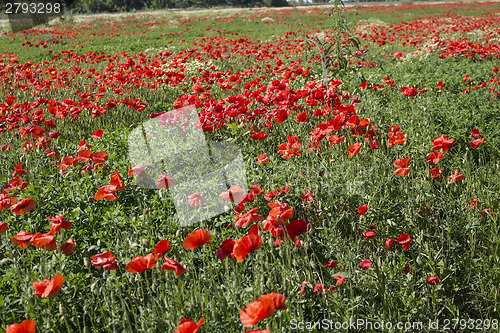 Image of Red poppies fields