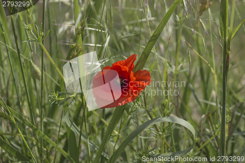 Image of Red poppy on green field 