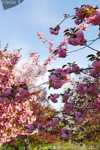 Image of Blooming orchard