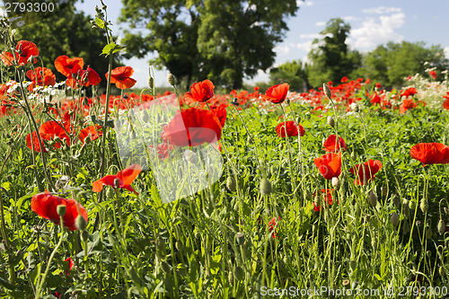 Image of Red poppies fields