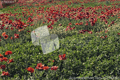 Image of Red poppies fields