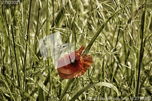 Image of Red poppy on green field 