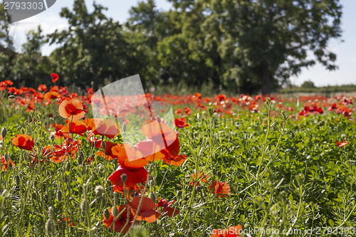 Image of Red poppies fields