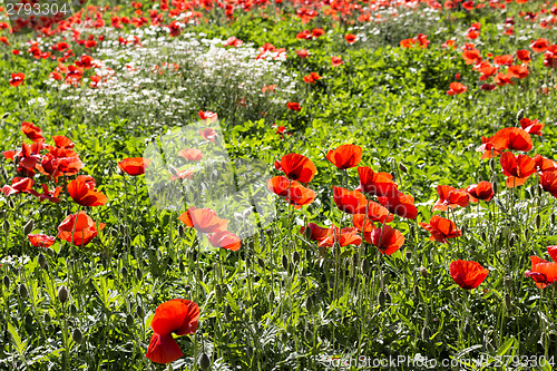 Image of Red poppies fields