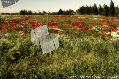 Image of Red poppies fields