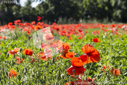 Image of Red poppies fields