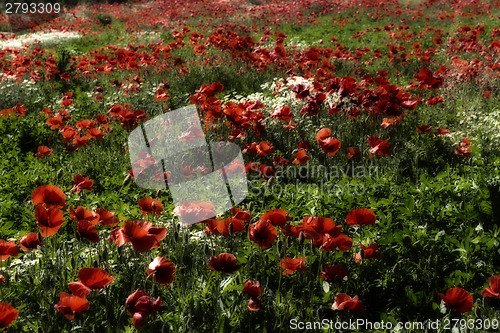 Image of Red poppies fields