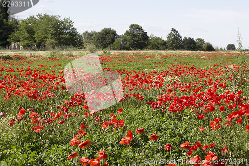 Image of Red poppies fields