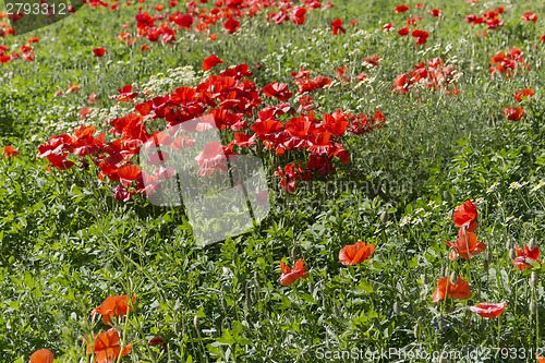 Image of Red poppies fields