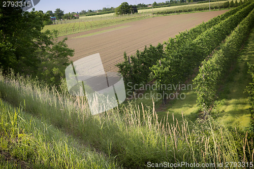 Image of Peach trees rows