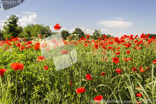 Image of Red poppies fields