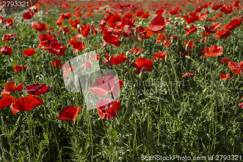 Image of Red poppies fields