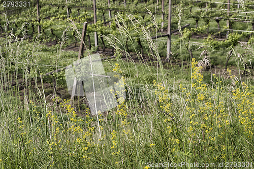 Image of Green weeds background