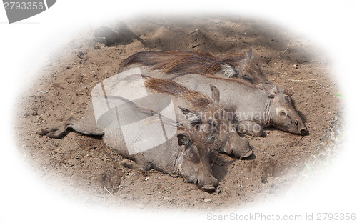 Image of Four adult warthogs resting
