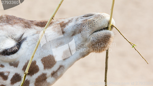 Image of Giraffe eating