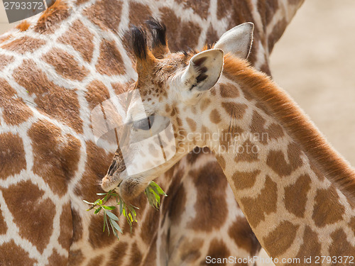 Image of Young giraffe eating