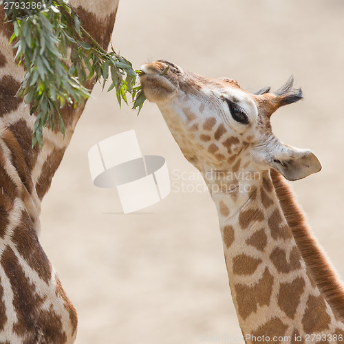 Image of Young giraffe eating