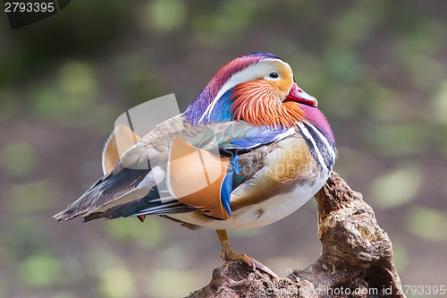 Image of Mandarin duck