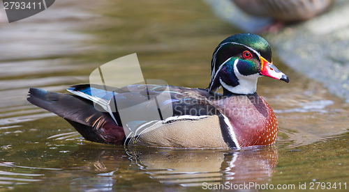 Image of Male wood duck