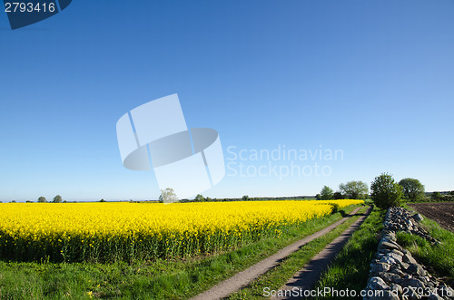 Image of Canola field