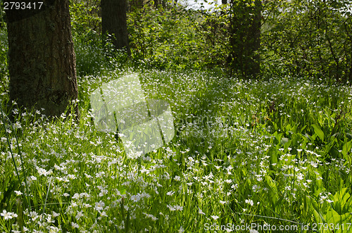 Image of Shiny forest glade