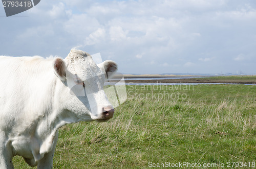 Image of Cow portrait