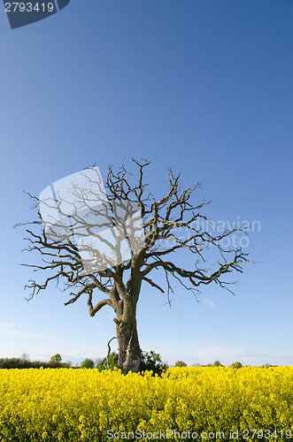 Image of Dead oak in canola field