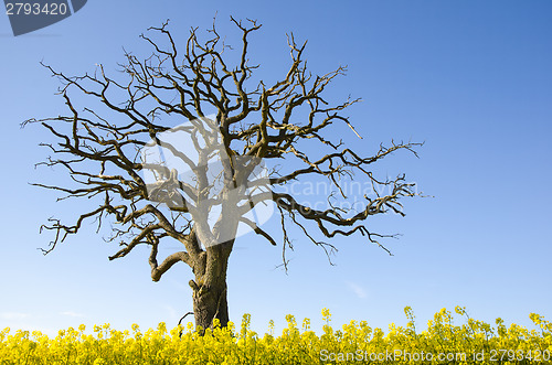 Image of Lone dead tree