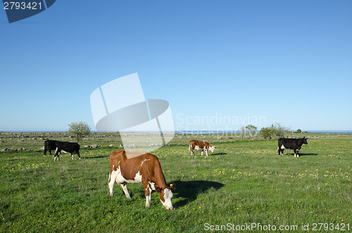 Image of Grazing cattle at spring