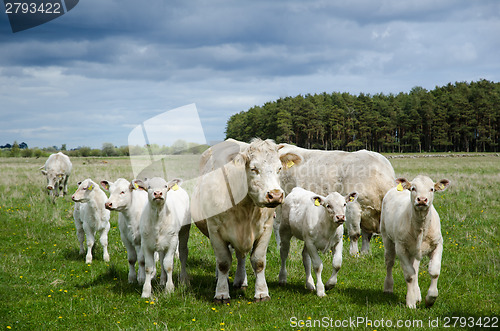 Image of Cows on the go