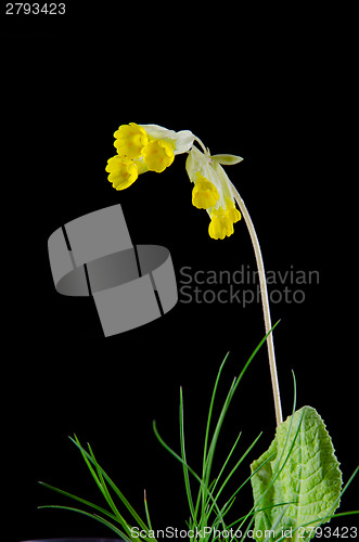 Image of Cowslip flower on black