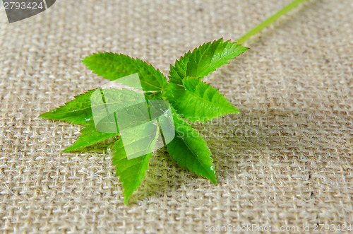 Image of Ground Elder with dew drops