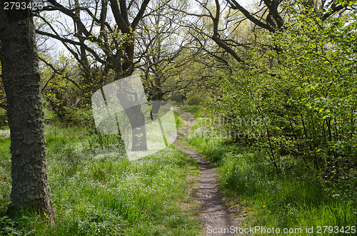 Image of Green Tender Path