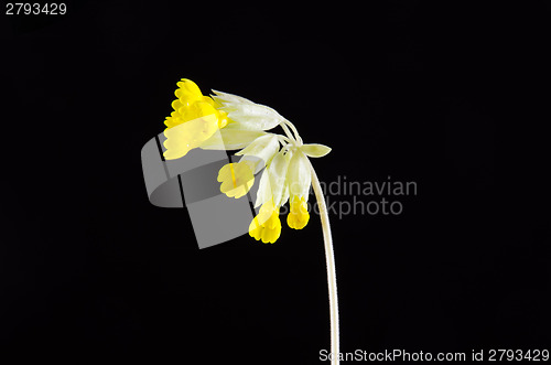 Image of Cowslip closeup