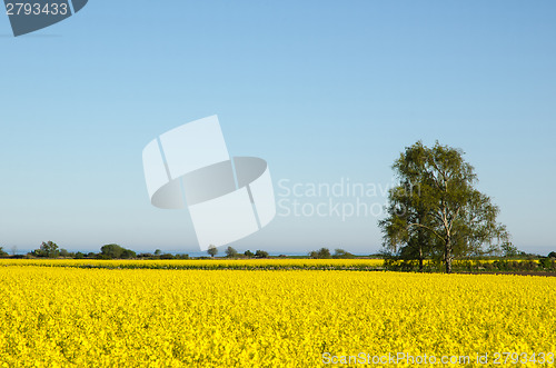 Image of Canola Fields Landscape