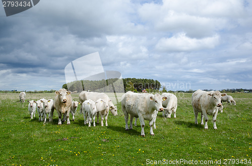 Image of Cattle at spring