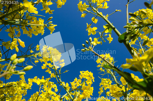 Image of Canola Field From Below