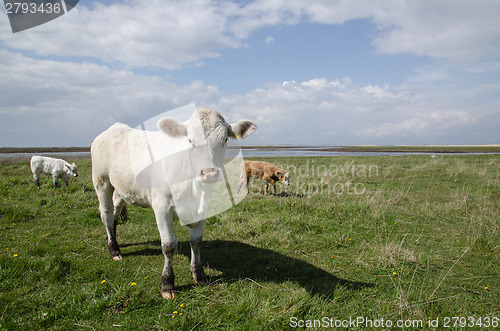 Image of Cattle at coastal pastureland